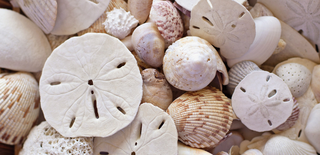 Title Company in Palm Harbor | Sand Dollars and Sea Shells